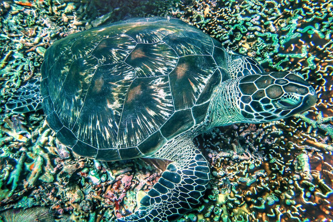 Purple Beach - Maithelia - Gili Air Exterior foto