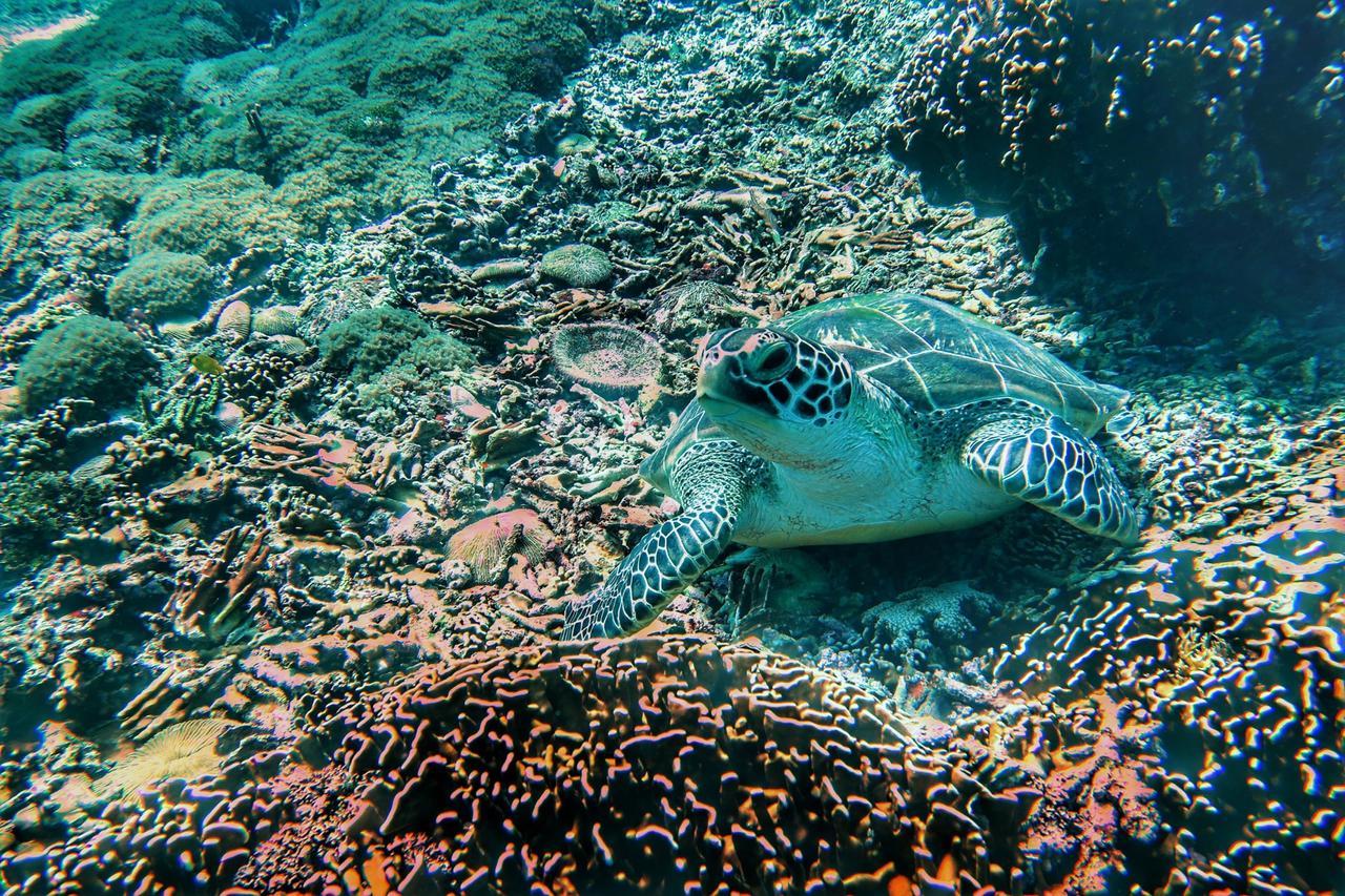Purple Beach - Maithelia - Gili Air Exterior foto